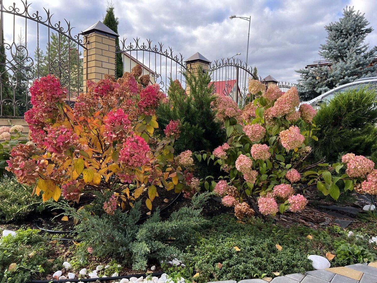 Мои гортензии сегодня 14 октября 2023 года