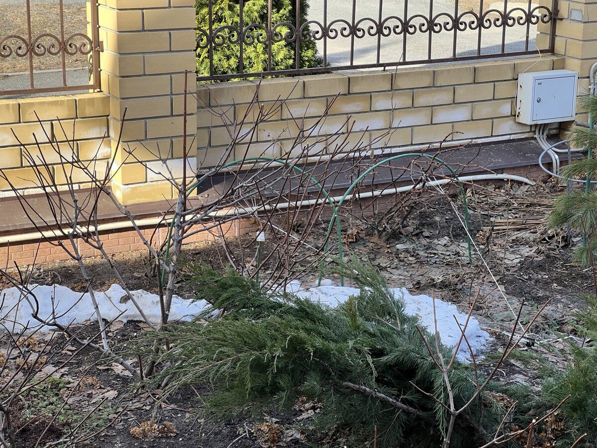 Гортензии ранней весной