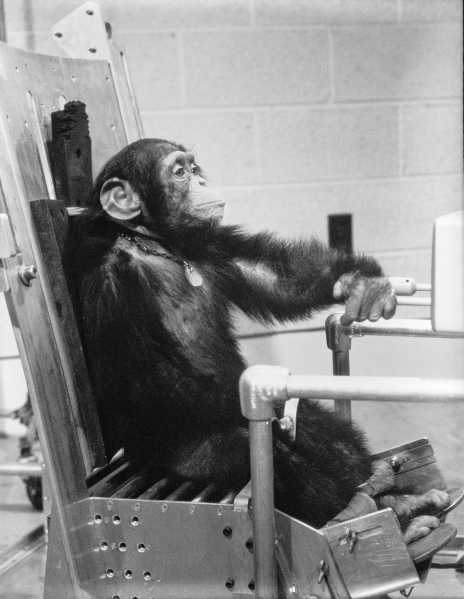 Обезьяны первыми полетели в космос. Шимпанзе Хэм космонавт.