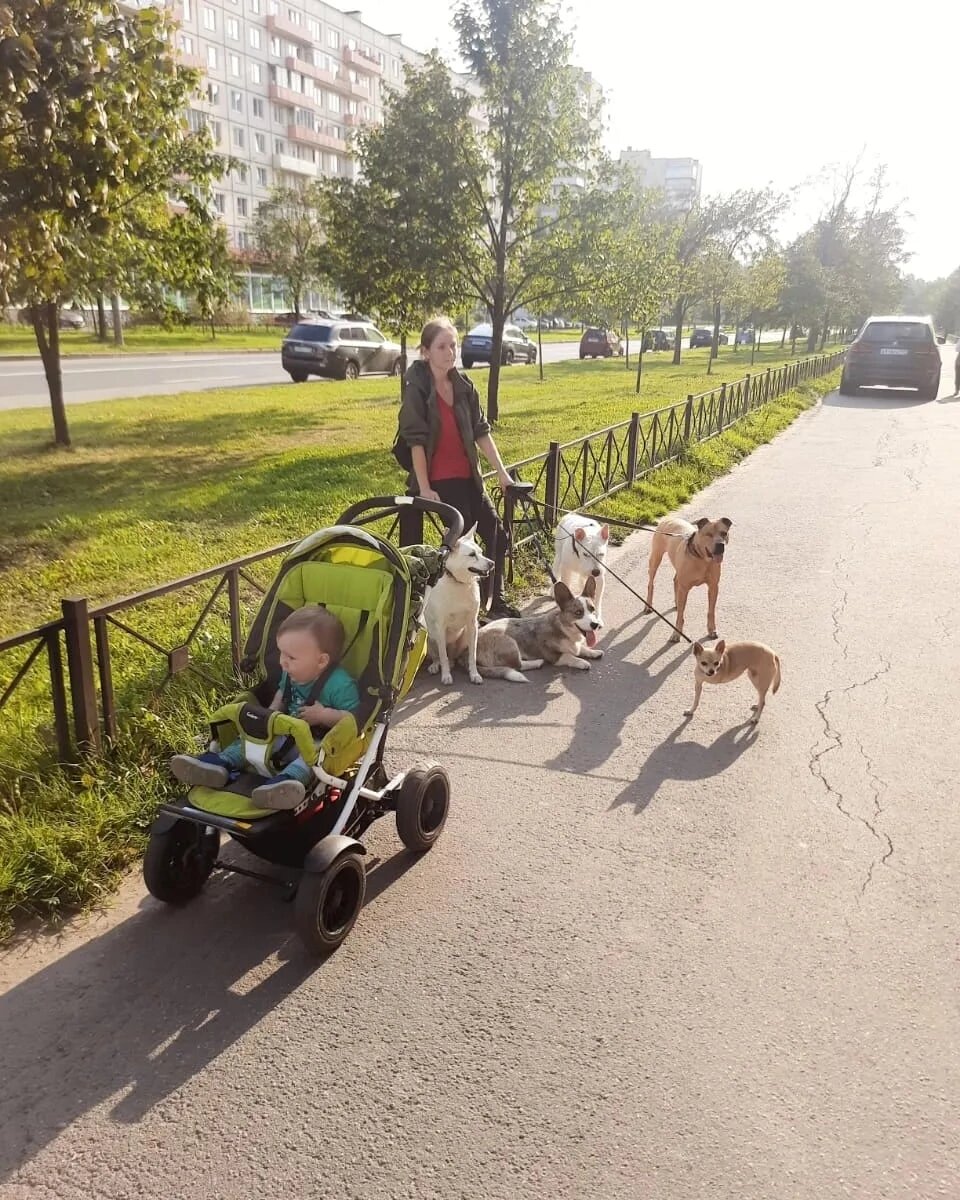 Есть фото, значит есть кто-то за кадром. В данном случае да, но так бывает далеко не всегда. Я могу управлять коляской и пятью собаками одновременно. 