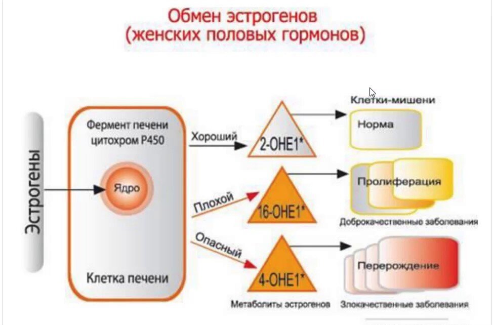 Источник фото: https://stylishbag.ru/2-foto/metabolizm-estrogenov-shema-92-foto.html