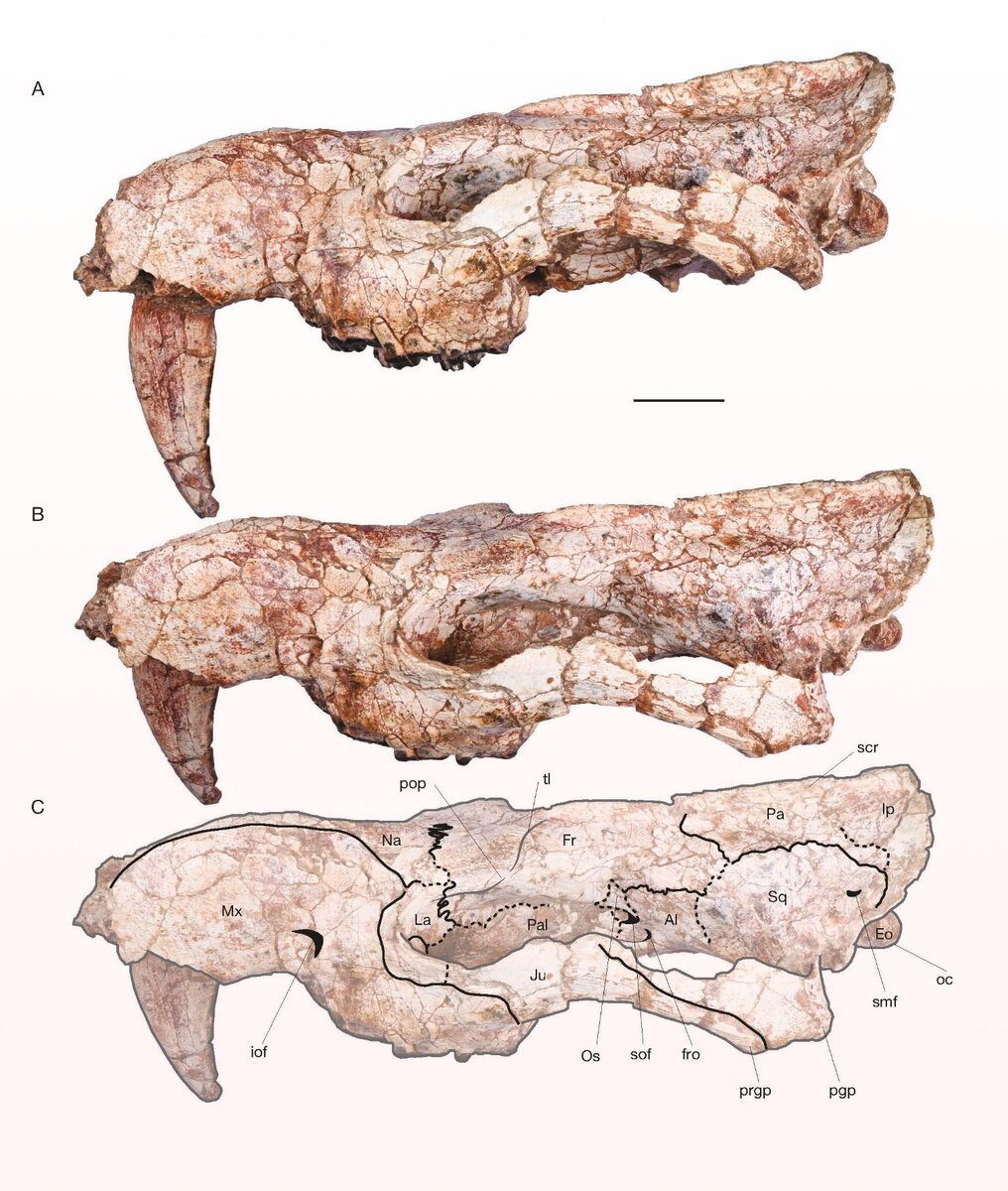 Anachlysictis gracilis, левая сторона черепа: А — вид сбоку; (Б) дорсолатеральный вид; (C) линейный рисунок на дорсолатеральной проекции. Масштабная линейка – 20 мм. Изображение предоставлено Суаресом и др., doi: 10.5252/geodiversitas2023v45a18.