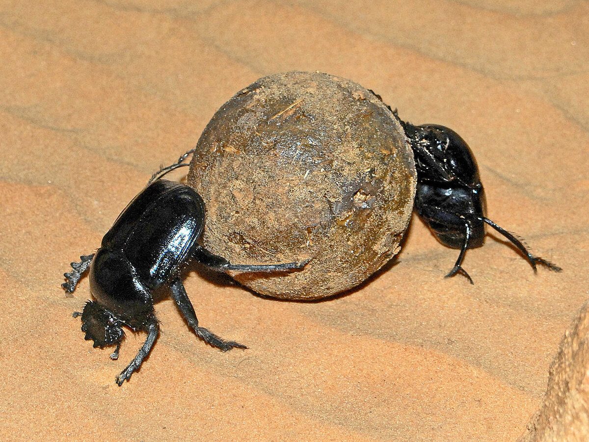 Scarabaeus Sacer. Скарабей - Scarabaeus Sacer. Жук перекатывающий навозный шар. Жук скарабей катает шарики.