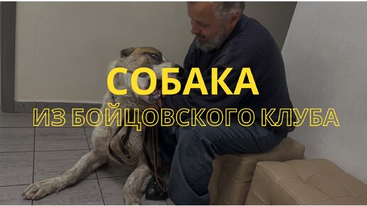 Собака из бойцовского клуба, хозяин кормил одним белком, думал вырастет машина...