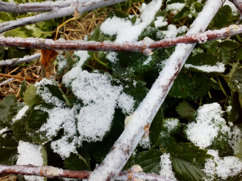 Свою землянику накрываю только голыми ветками, фото из архива, в этом году снега еще не было
