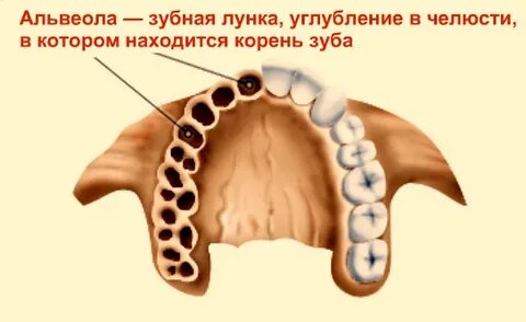 Альвеолы во рту — что это такое и где находятся?