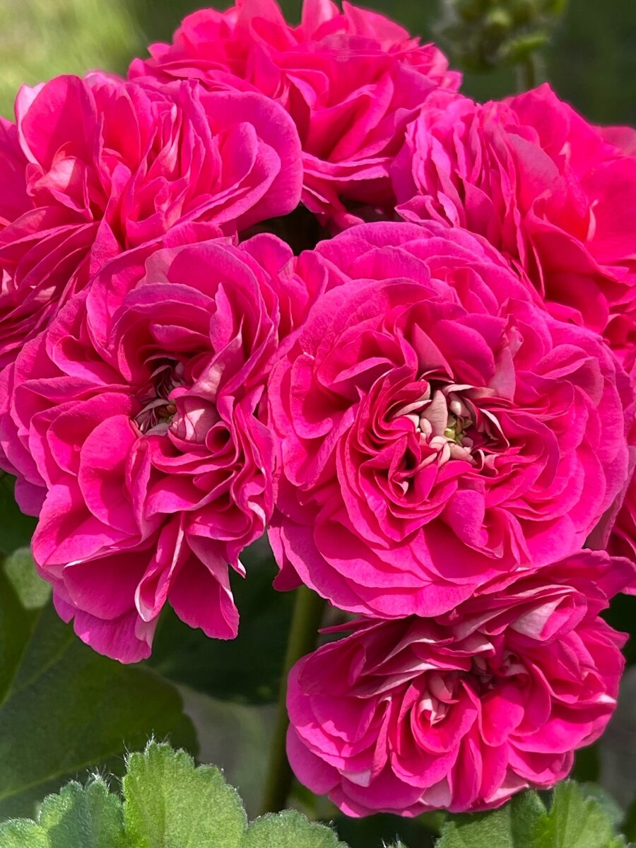 Юг Вино Любви 