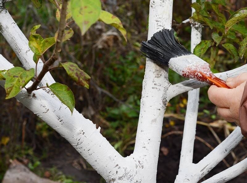 Источник фото - https://goo.su/5SKs