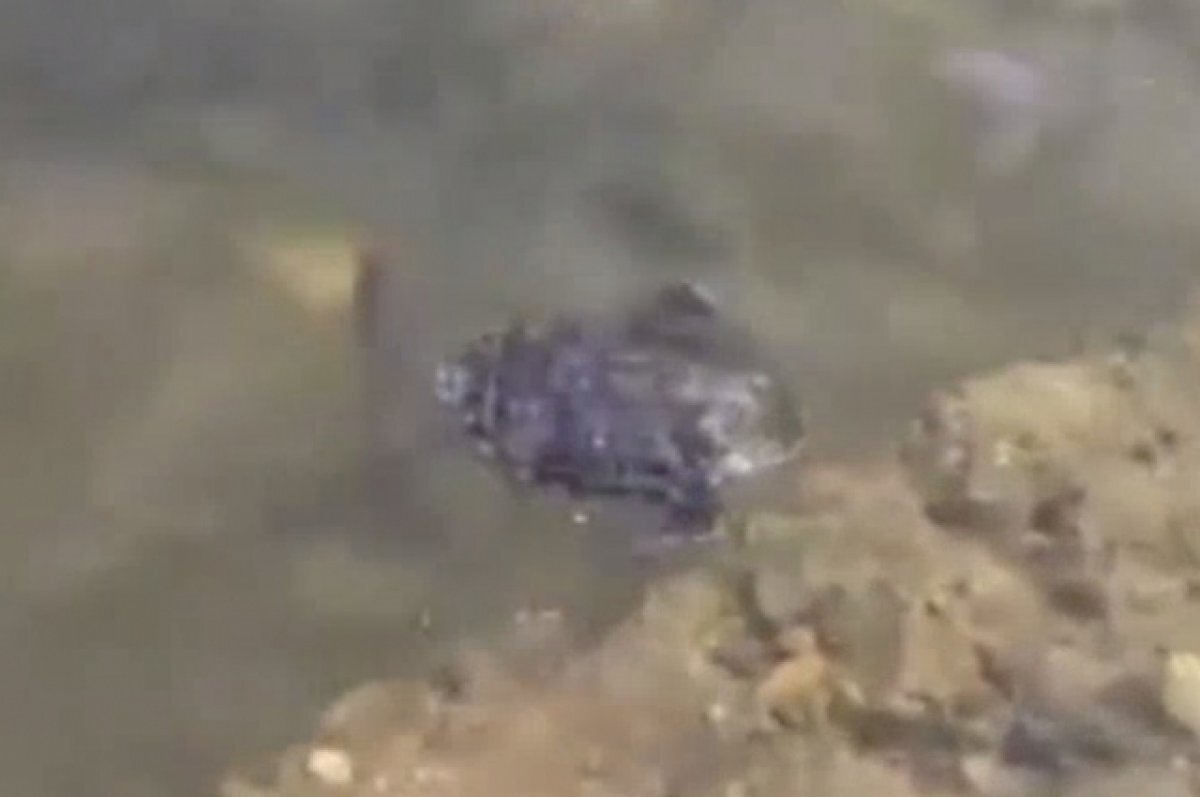    Жители Томска переживают за жизнь черепахи, которая плавает в Белом озере