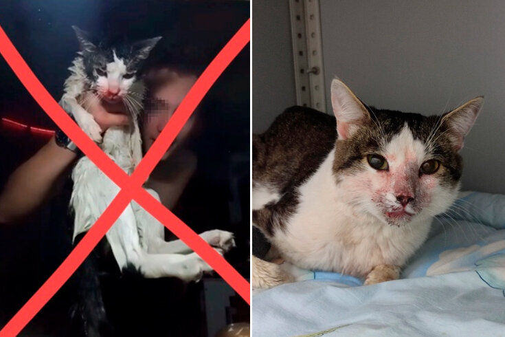 Фото: vk.com/nashdom174.