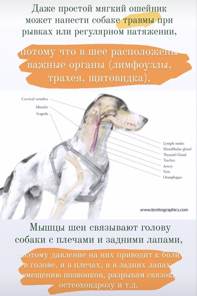 Лимфоузлы у собаки расположение на шее Собака атакует хозяев. Жесть ЯПлакалъ
