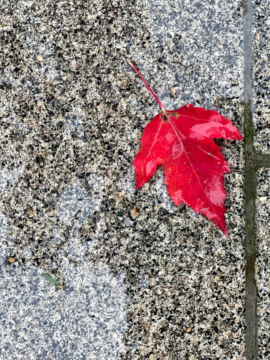 Иллюстрация осенней хандры. Фото автора. 