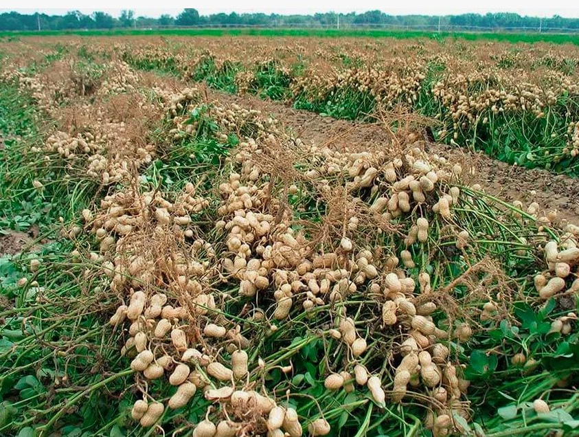 Арахис (земляной орех) можно вырастить на огороде, фото | Flower seeds, Seeds, Unusual flowers