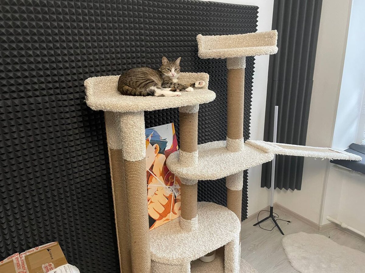 КОШЕЧКА ТОЖЕ ОБЯЗАТЕЛЬНЫЙ АТРИБУТ К СТРИМУ)0)