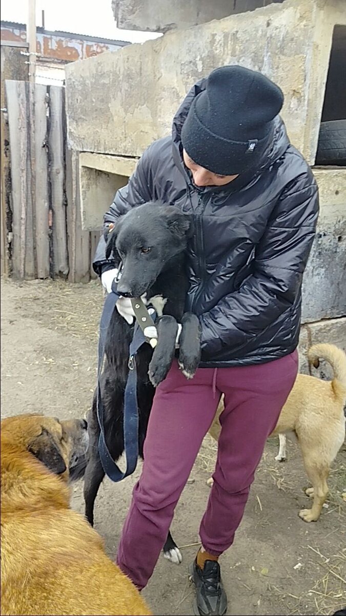 Уехал Черныш