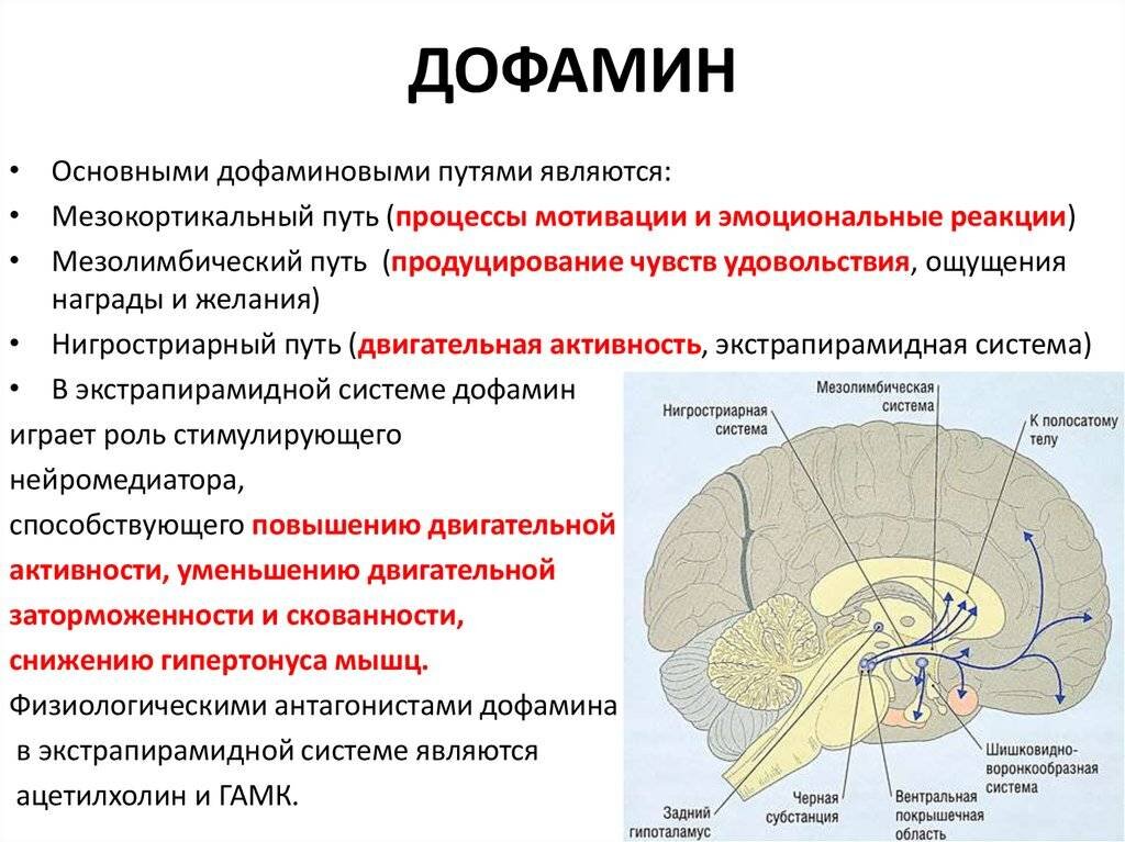 Повышенный дофамин. Мезолимбический дофаминовый путь. Дофаминергические пути в головном мозге. Дофамин нейромедиатор функции. Экстрапирамидная система дофамин.