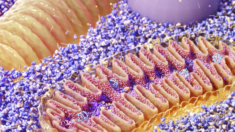     Митохондрии Gettyimages.ru NANOCLUSTERING / SCIENCE PHOTO LIBRARY