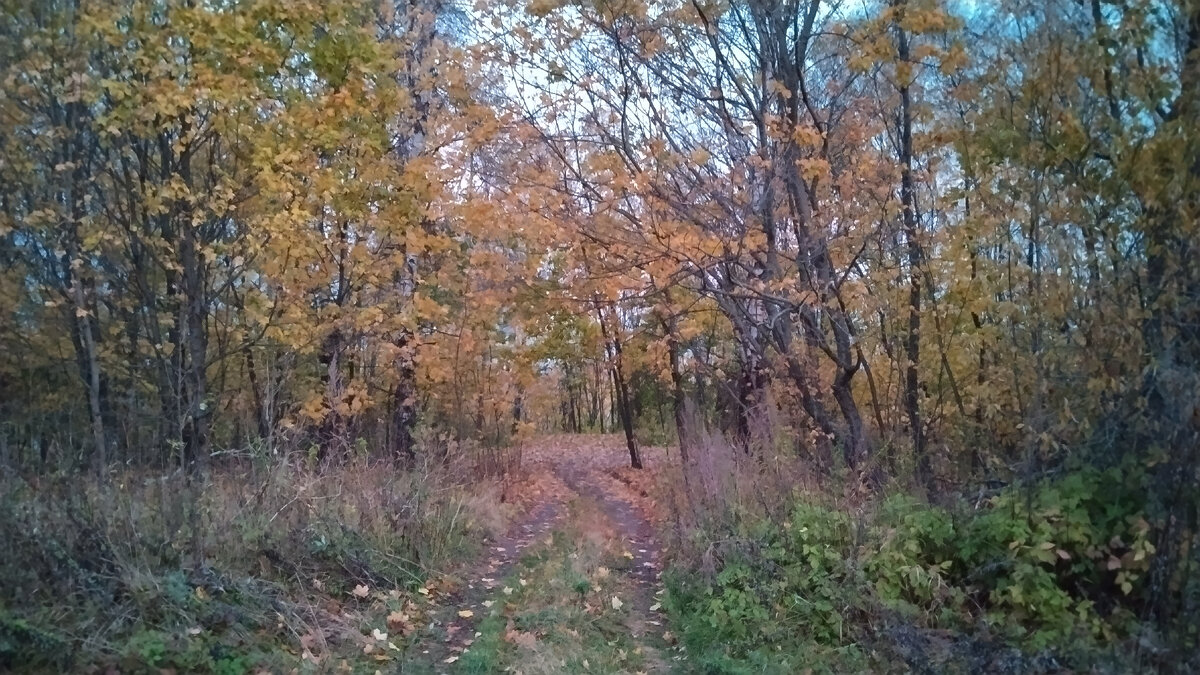 Пойменный лес. 