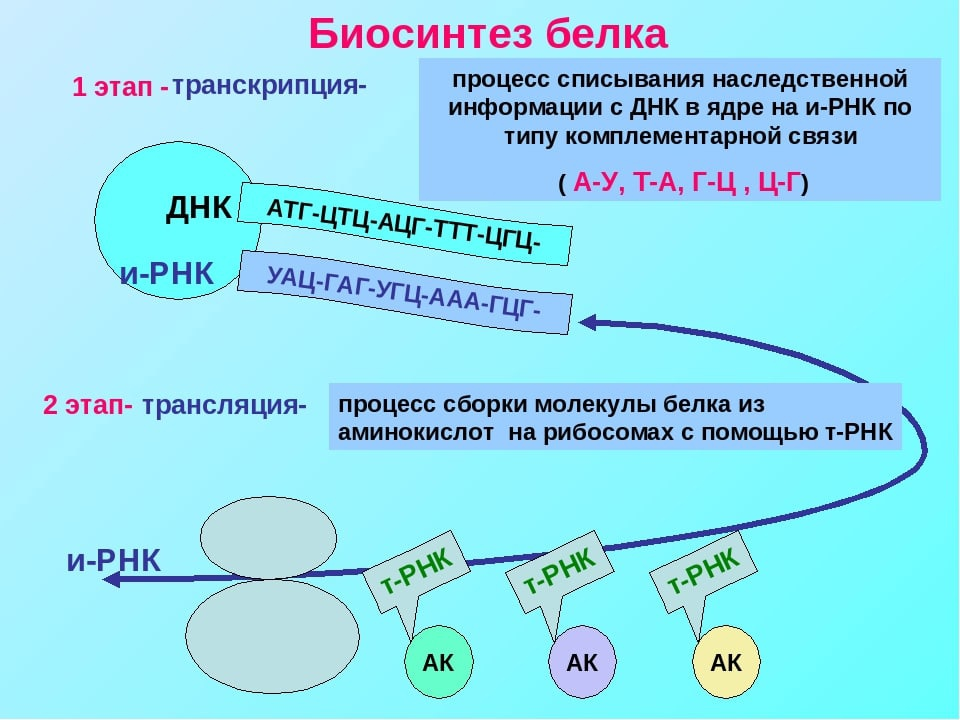 Биосинтез белка процесс транскрипции