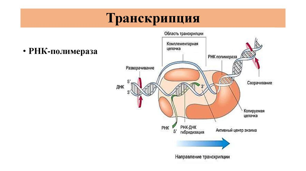 Трансляция нуклеотидов. Синтез белка РНК полимераза. Схема процесса транскрипции. Процесс транскрипции в биологии схема. Биосинтез белка РНК полимераза
