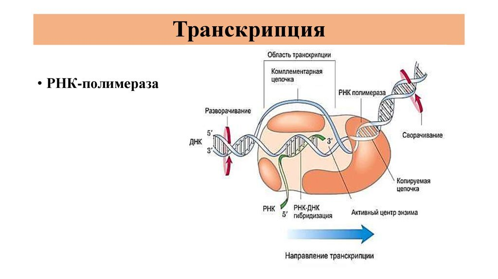 Биосинтез белка — что это, определение и ответ