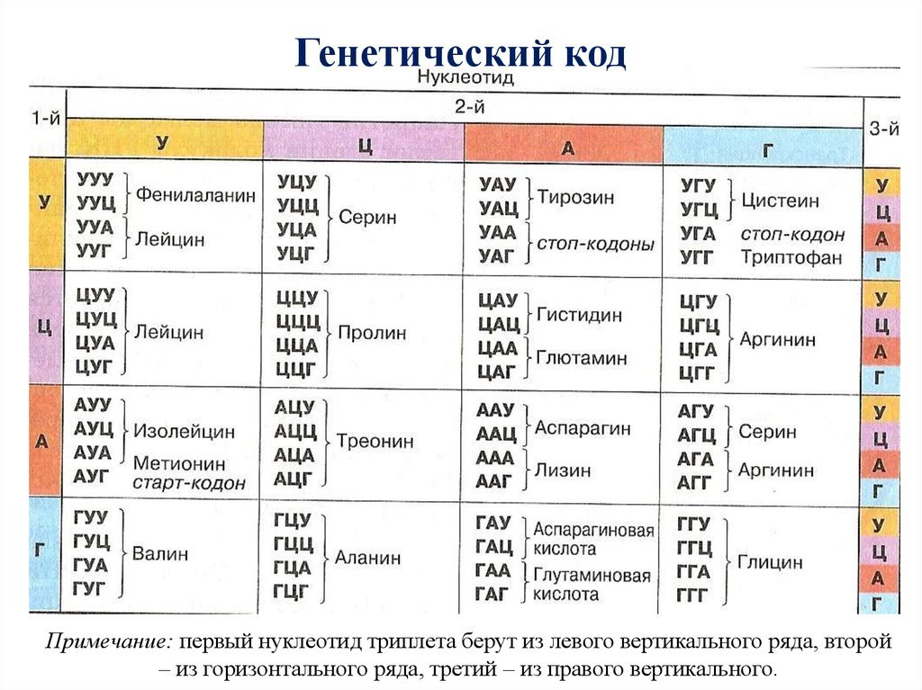 Генетический код нуклеотиды таблица. Генетический код ДНК И РНК таблица. Таблица кодонов ДНК. Генетический код белка таблица.