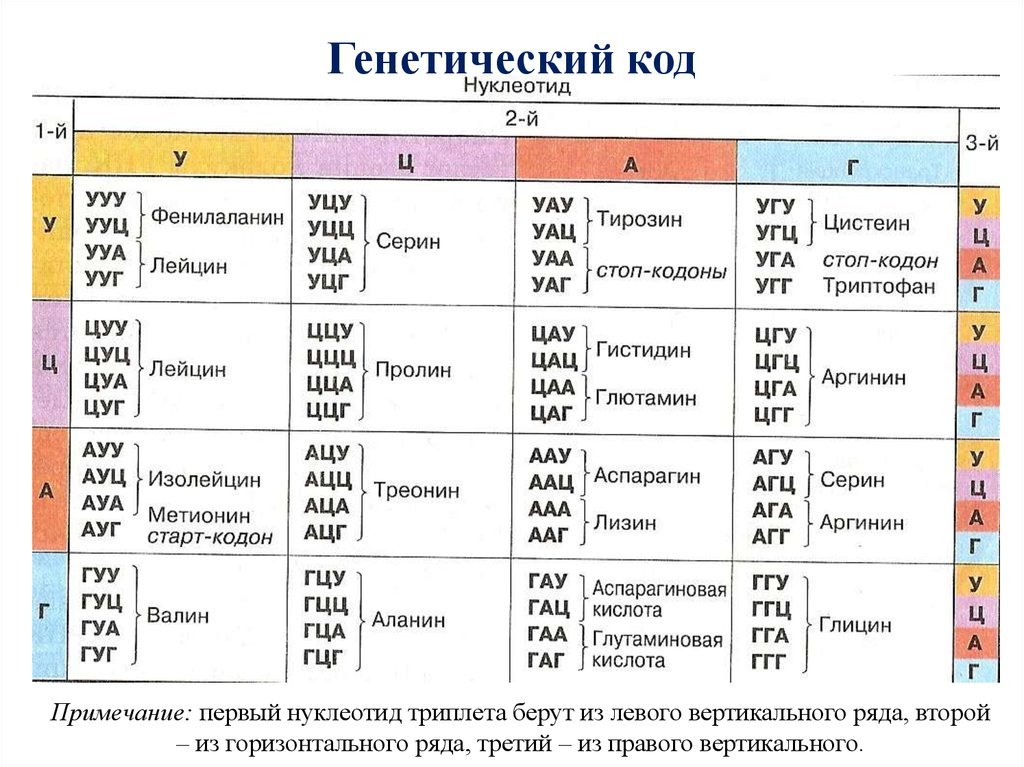 Виды нуклеотидов. Генетический код нуклеотиды таблица. Генетический код белка таблица. Аминокислоты таблица генетического кода. Таблица триплетов генетического кода и РНК.