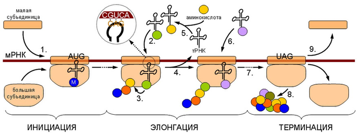 Процесс трансляции этапы трансляции. Биосинтез белка схема инициация элонгация терминация. Схема инициации синтеза белка. Синтез белка трансляция этапы инициация элонгация. Инициация элонгация это биохимия.