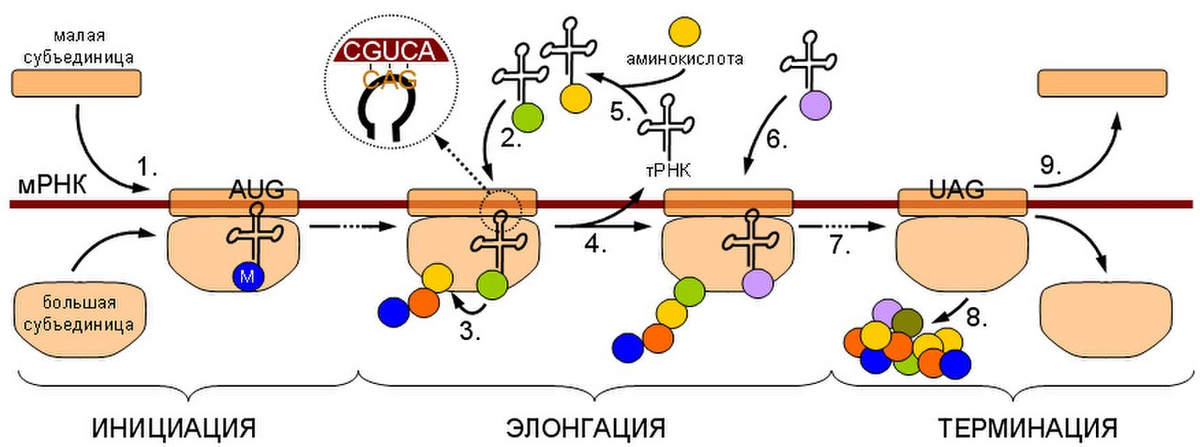 Инициация биохимия. Биосинтез белка инициация элонгация терминация схема. Схема инициации синтеза белка. Этапы трансляции биосинтеза белка инициация элонгация терминация. Стадии трансляции биохимия схема.