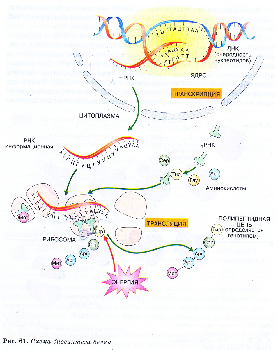 Этапы биосинтеза белка схема. Этапы синтеза белка рисунок. Схема биосинтеза белка 9 класс схема.