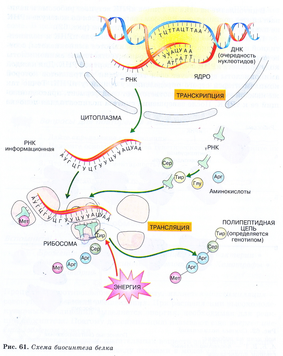 Биосинтез белков егэ. Этапы биосинтеза белка схема. Схема биосинтеза белка в живой клетке 9 класс биология. Этапы синтеза белка в клетке схема. Схема процесса синтеза белка в клетке.
