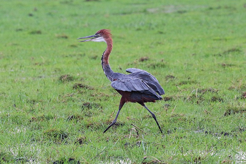 ����� �������� ����� ����, ������������ ������ ���������. ���� ����� ��������� ������, ������� �������� ����������� ����������� ������ � ����������� �����, ������� ��������� 1,5 � � ������.-6