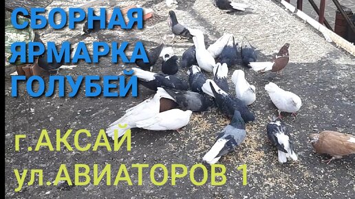 Календарь выставок голубей Украины.