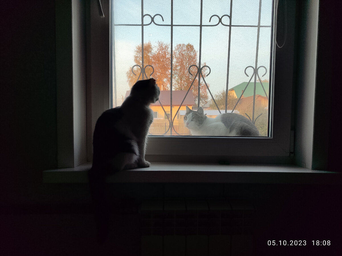 Осенние коты