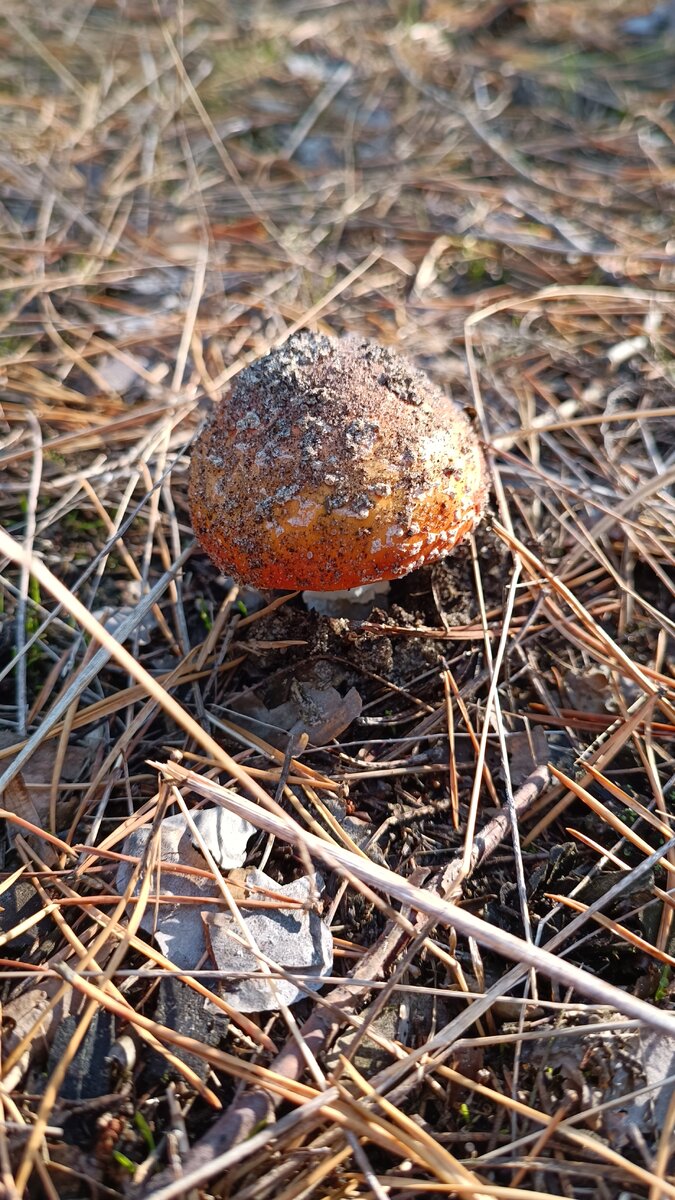 Мухомор. 