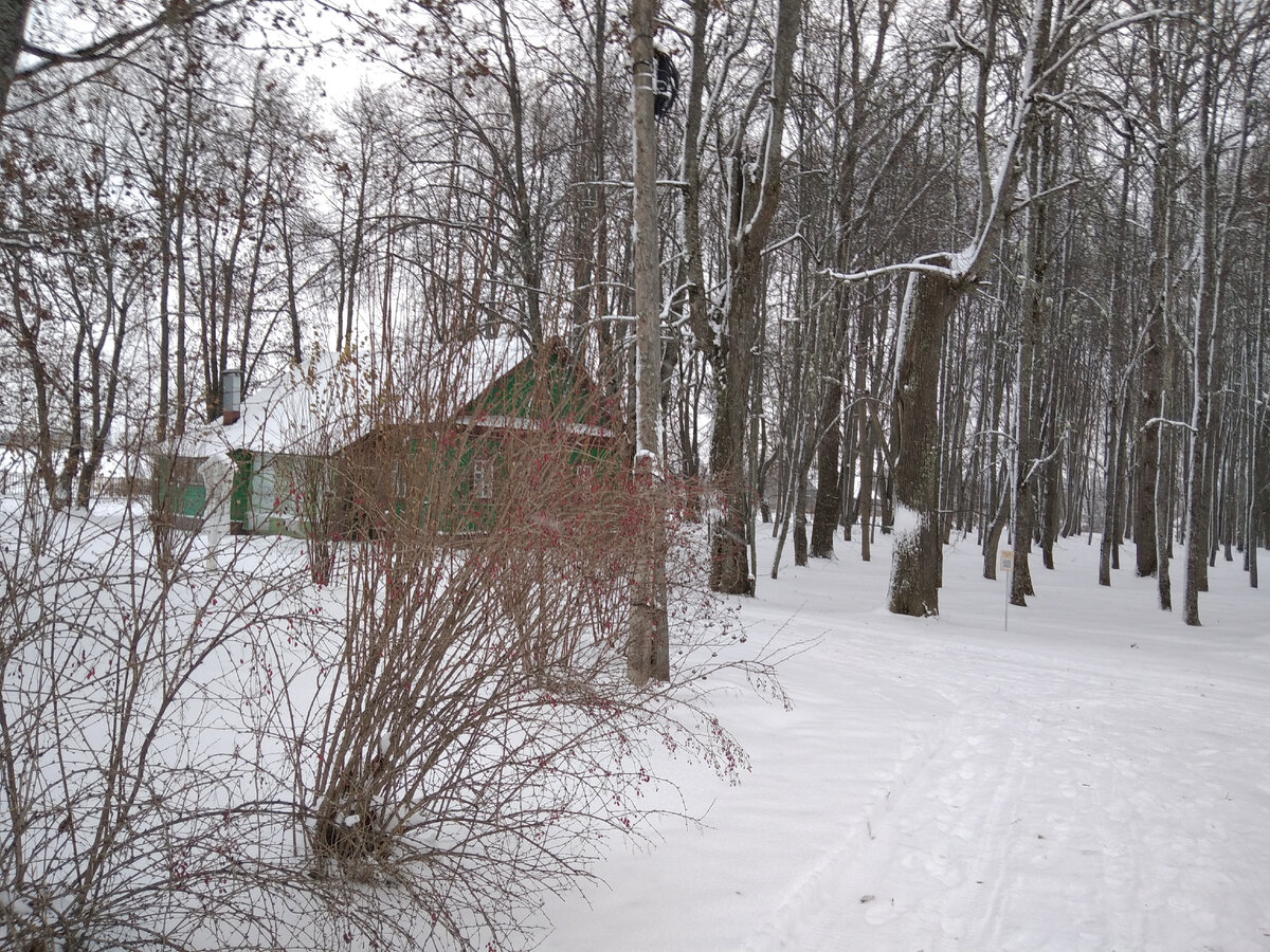 Под тонким слоем снега просвечивается почва; на кустах и деревьях еще остались семена