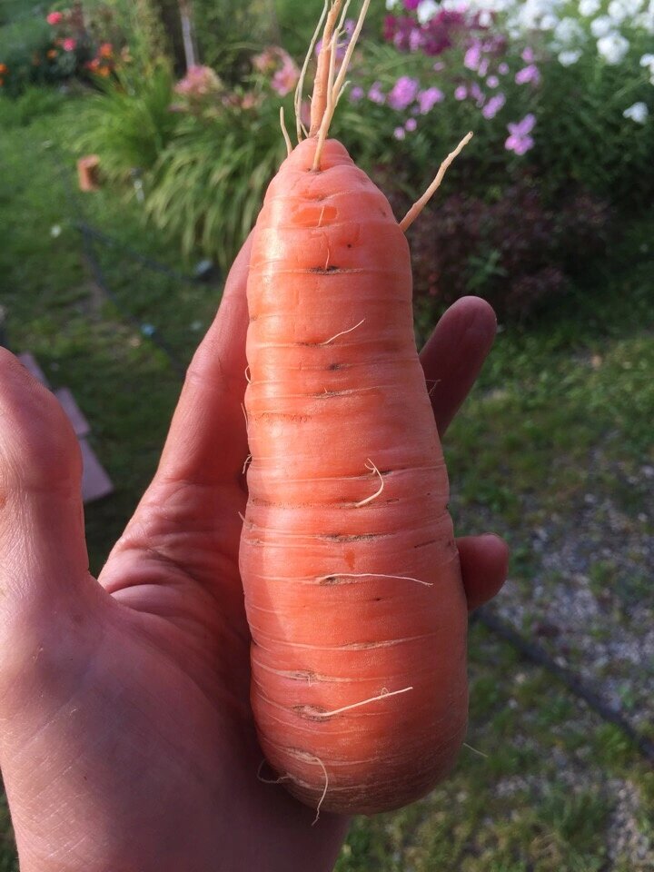 Морковка. Фото: фото из личного архива (с).