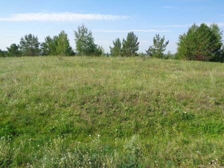 Площадка городища. На переднем плане виден ров. Фото автора