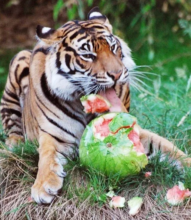 Tigers eat. Тигр ест ягоды. Тигр вегетарианец.