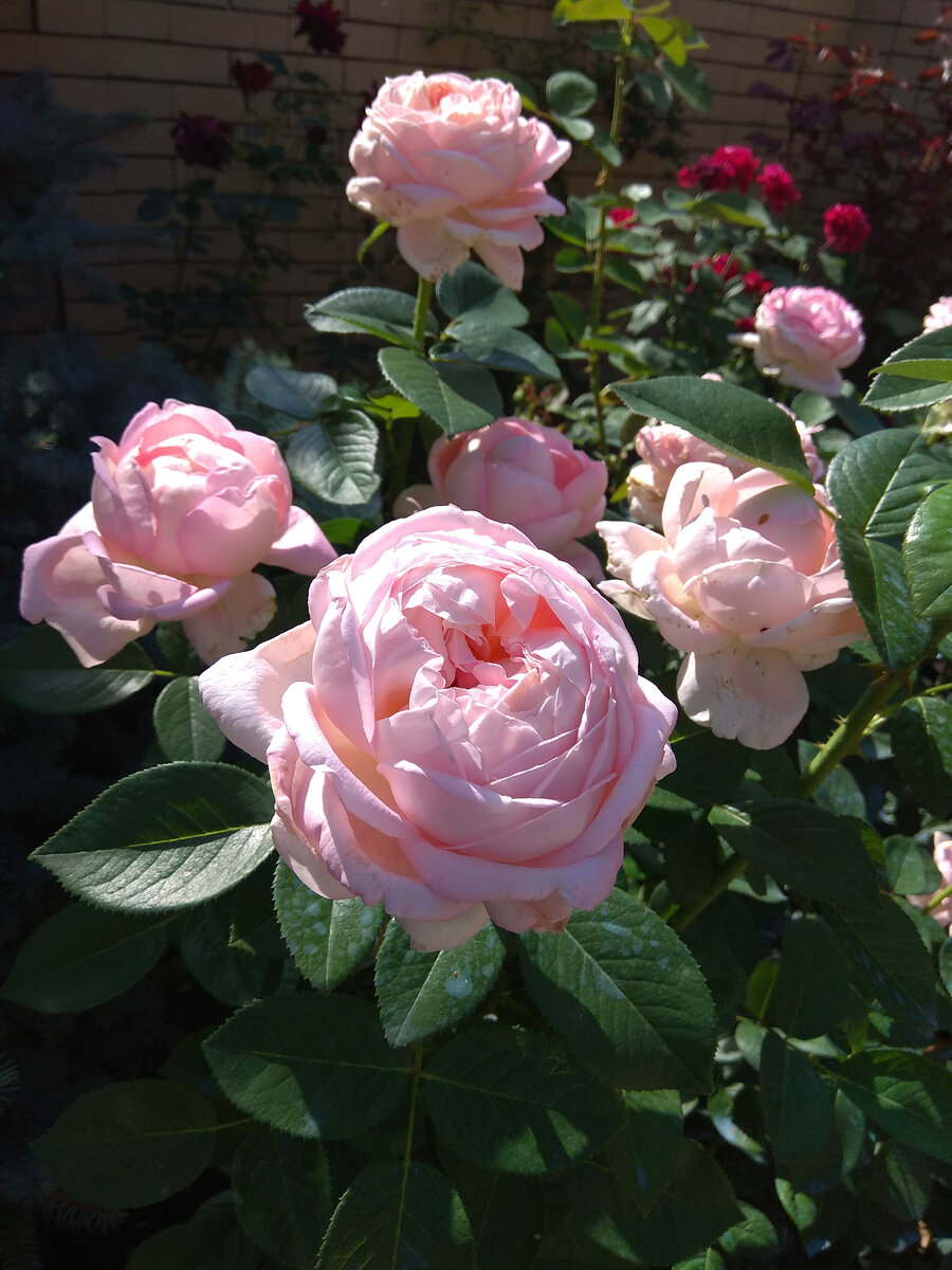 Волшебная Эмезинг Грейс