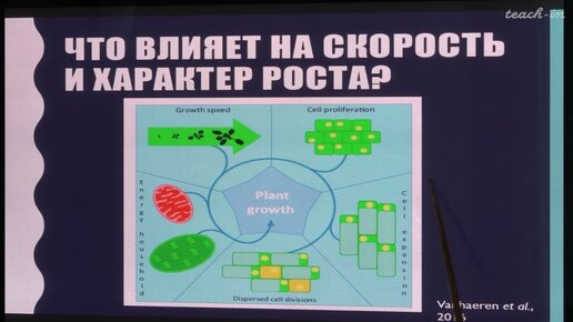 Лабунская Е.А. - Рост и развитие растений - 1. Морфогенез. Пролиферация и растяжение клеток роста