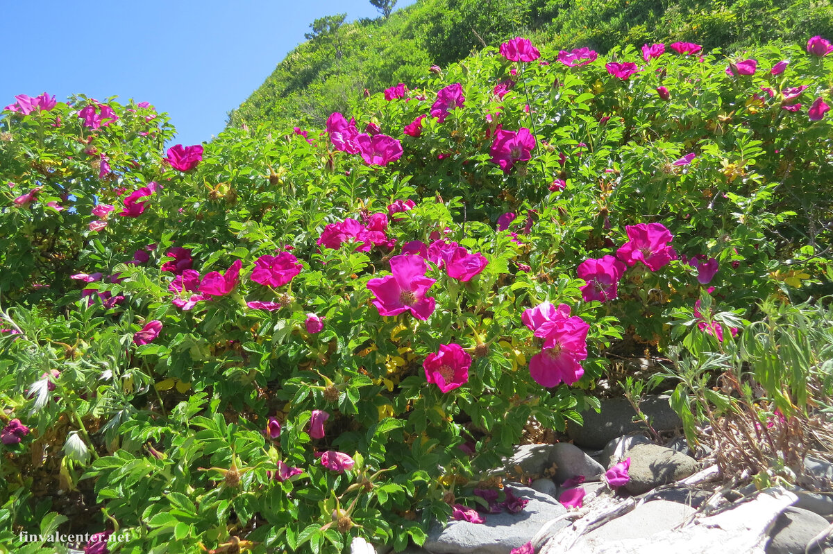Благоухающий шиповник - украшение морских побережий
