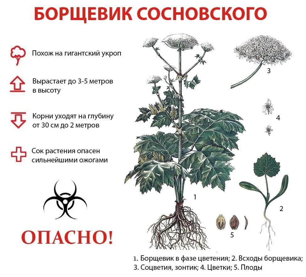 Борщевик сосновского фото молодого растения крупным планом