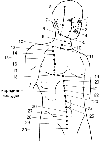 Меридиан желудка точки расположения
