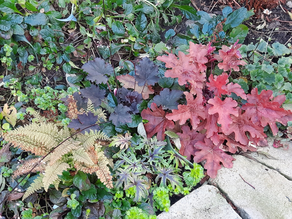 Подпорная стенка. Сад хост. Около крыльца.