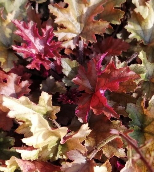 Гейхера Мармелад