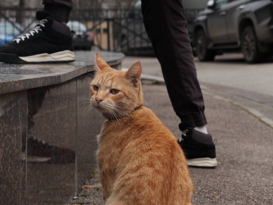    Кот пропал 3 октября. Фото: vk.com/kotorogotheatre
