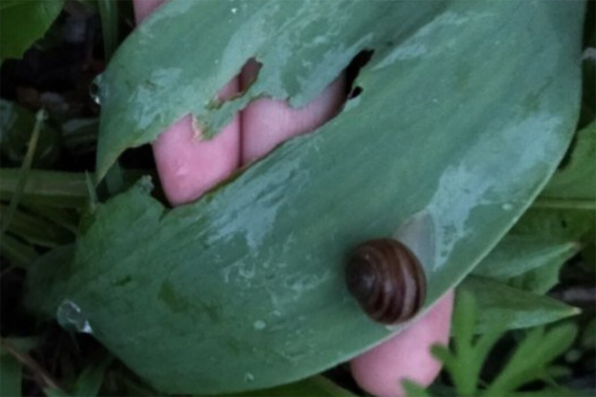 Как улитки вредят тюльпанам, фото.