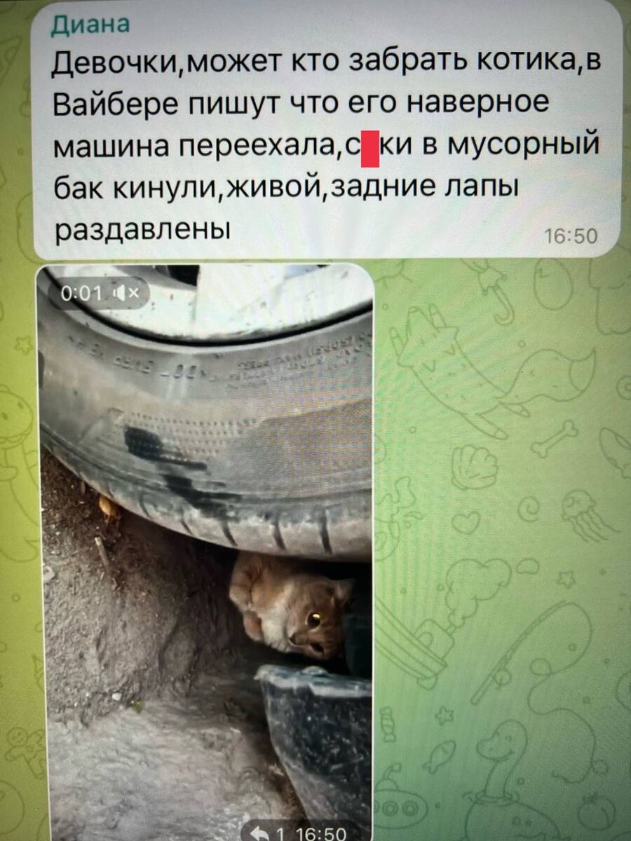 SOS-сообщение нашего волонтера в день спасения