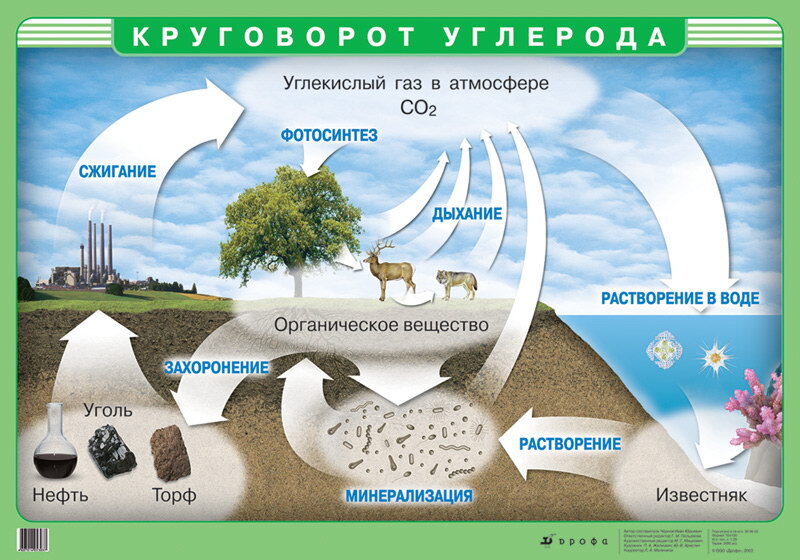 «Почему углерод играет ключевую роль в жизни клетки?» — Яндекс Кью